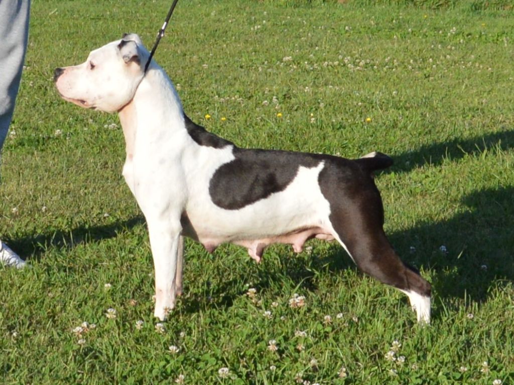 Nikita of Woodcastle's Dogs