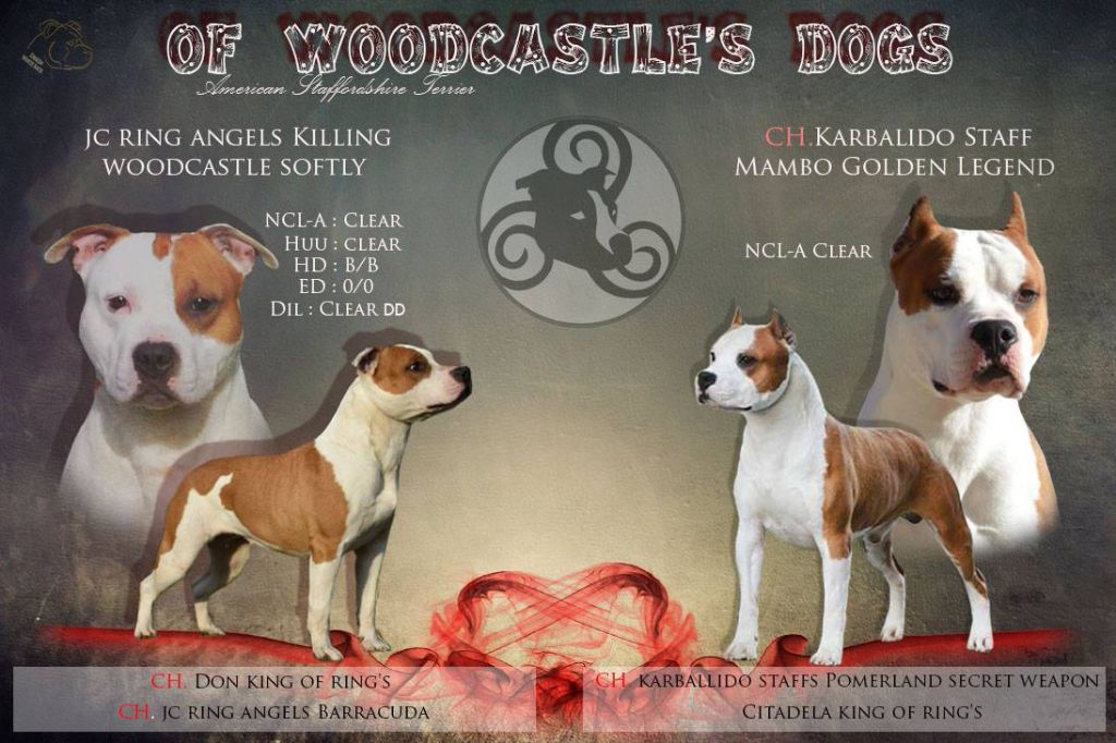 of Woodcastle's Dogs - American Staffordshire Terrier - Portée née le 13/02/2018