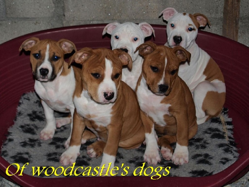 of Woodcastle's Dogs - American Staffordshire Terrier - Portée née le 24/02/2014