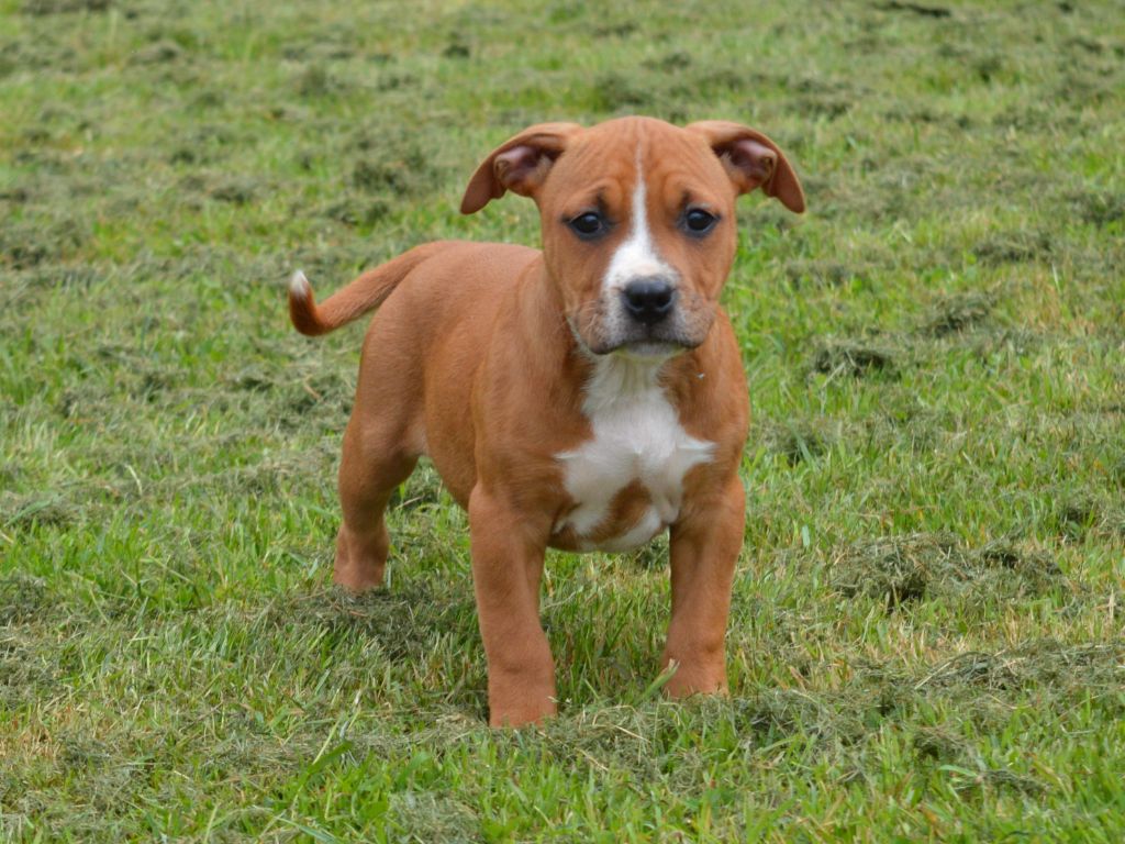of Woodcastle's Dogs - Chiot disponible  - American Staffordshire Terrier
