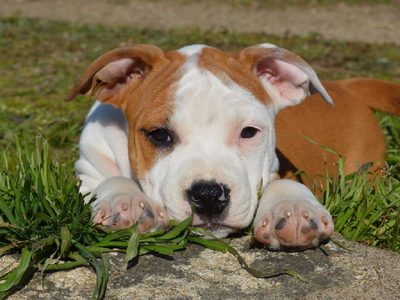 of Woodcastle's Dogs - American Staffordshire Terrier - Portée née le 17/02/2016