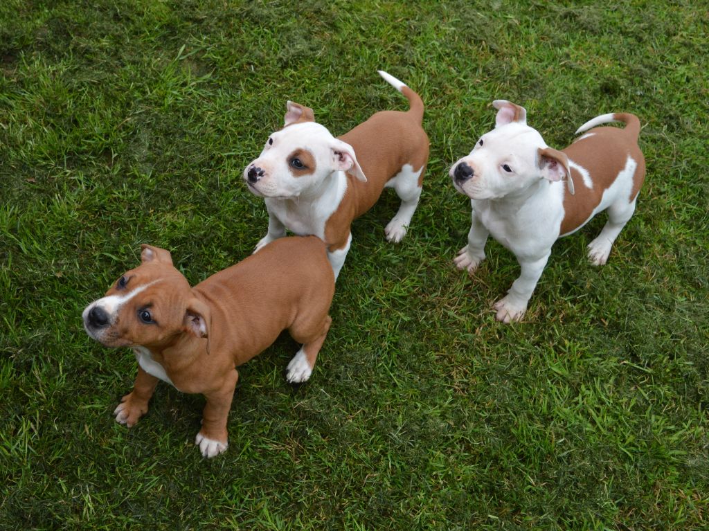 chiot American Staffordshire Terrier of Woodcastle's Dogs