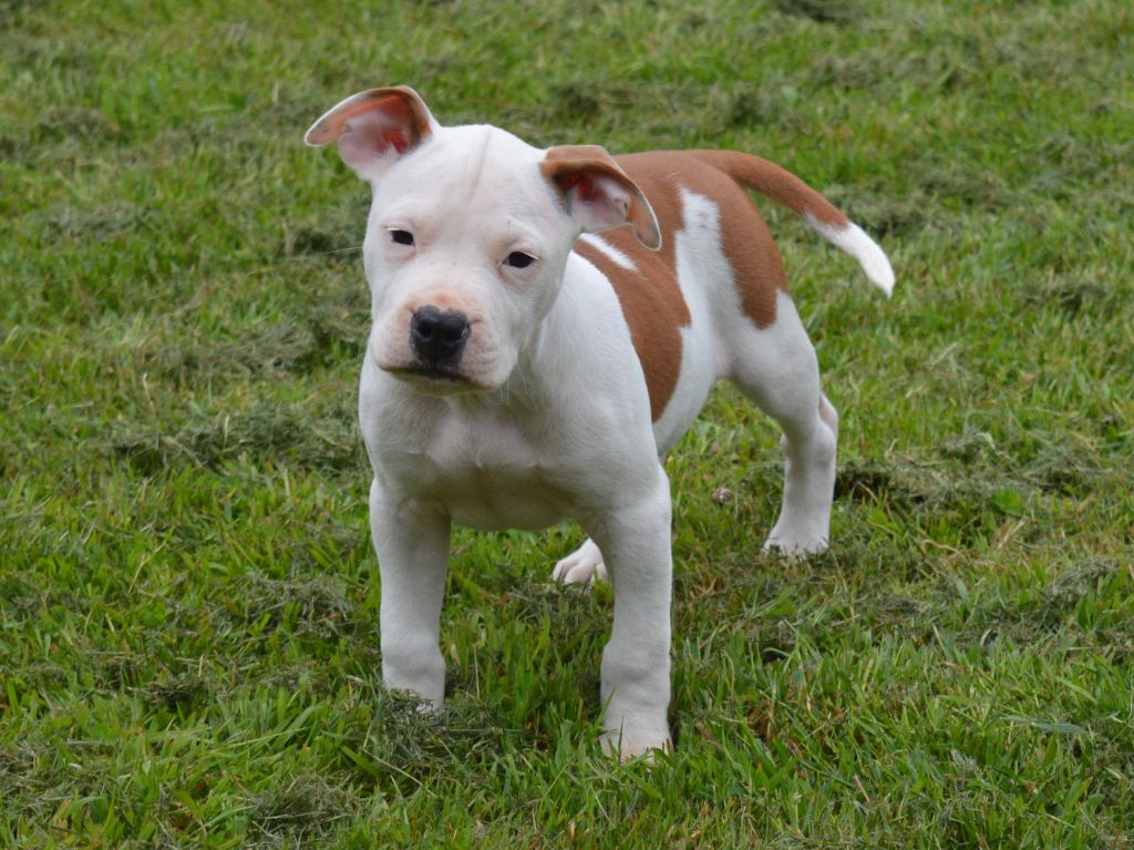 of Woodcastle's Dogs - Chiot disponible  - American Staffordshire Terrier