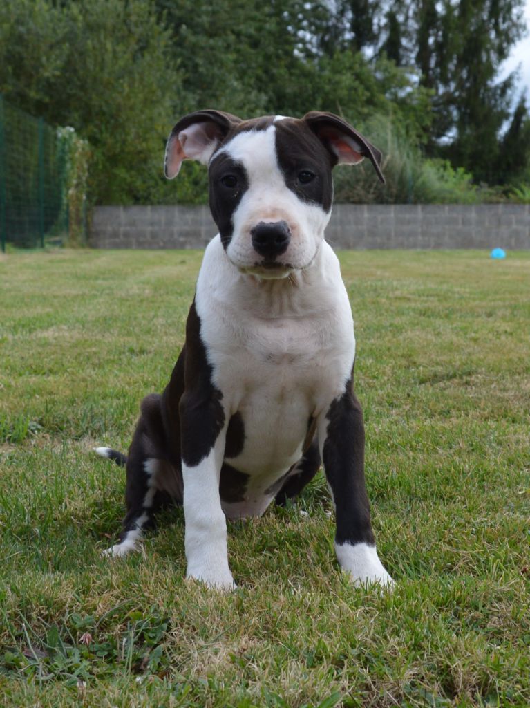 of Woodcastle's Dogs - Chiot disponible  - American Staffordshire Terrier