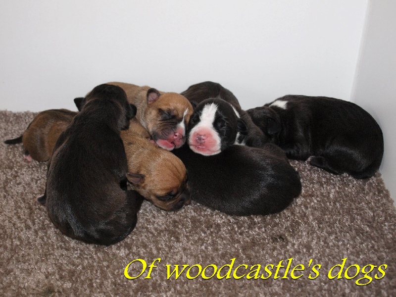 of Woodcastle's Dogs - American Staffordshire Terrier - Portée née le 18/09/2012