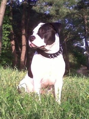 Feline of Woodcastle's Dogs