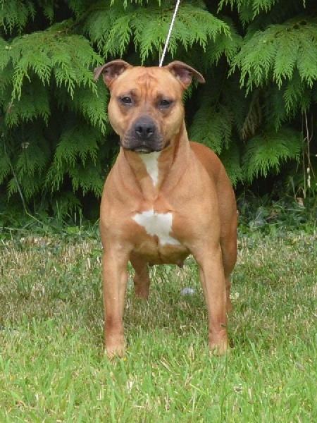 Hot red of Woodcastle's Dogs