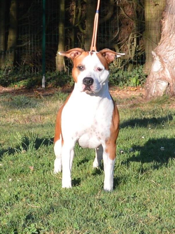 Mustang of Woodcastle's Dogs