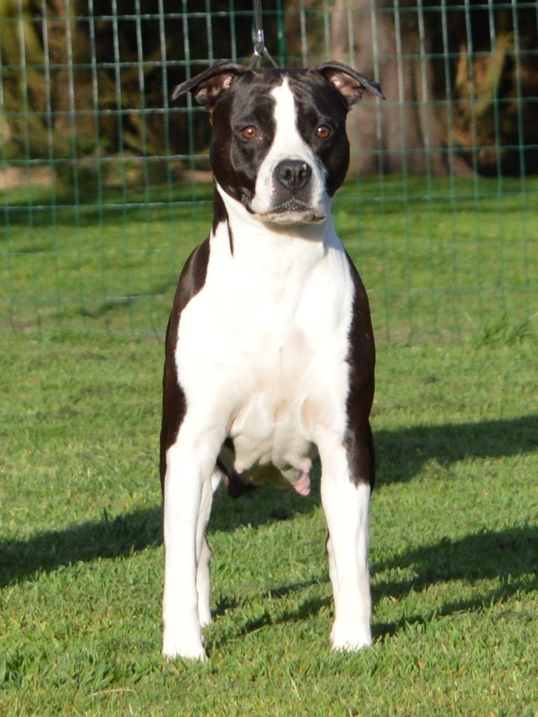 Je t'aime victoria of Woodcastle's Dogs