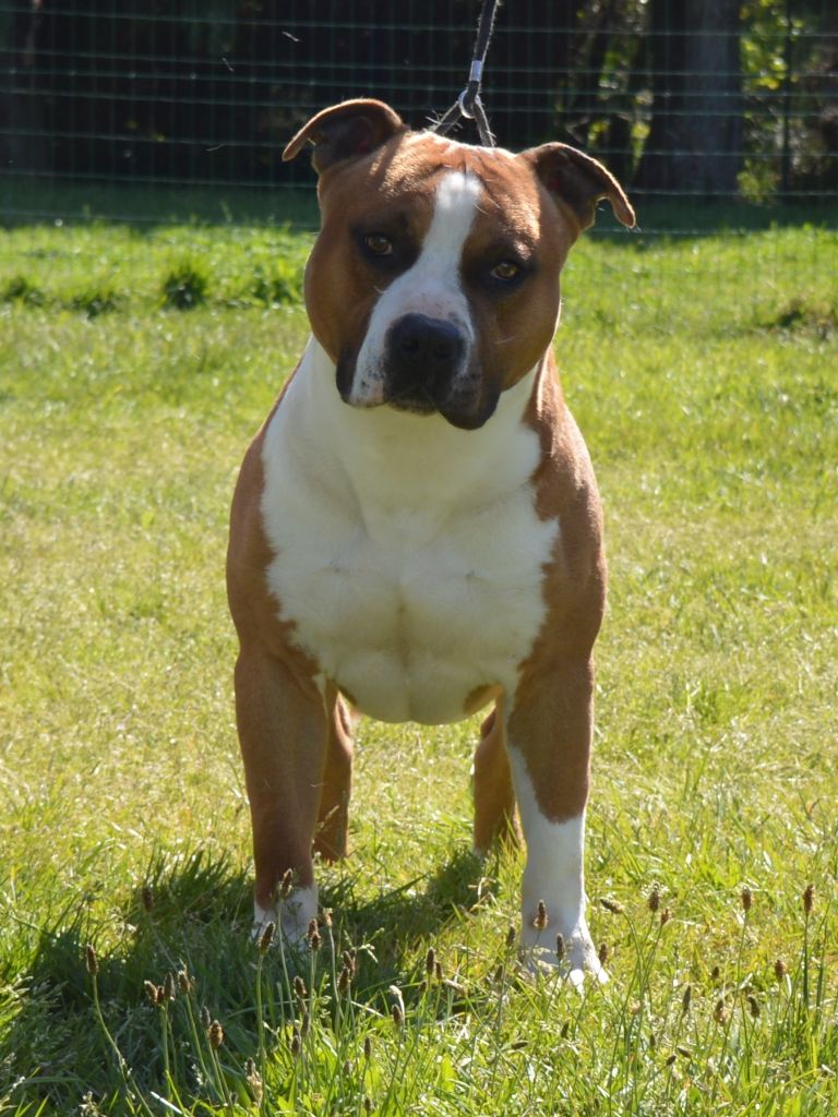 Odin of Woodcastle's Dogs