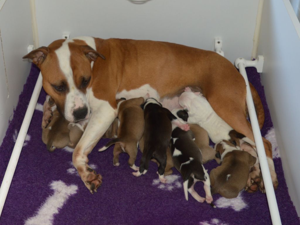 Chiot American Staffordshire Terrier of Woodcastle's Dogs